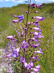 penstemon spectabilis